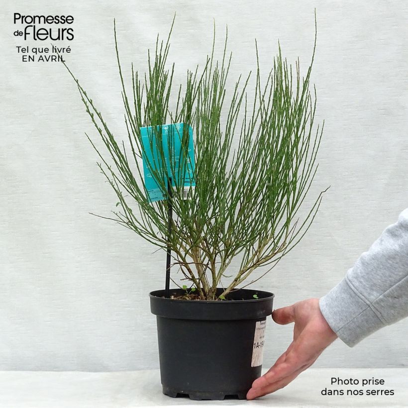 Exemplar von Edelginster Ruby - Cytisus scoparius Topf mit 3L/4L wie im Frühjahr geliefert