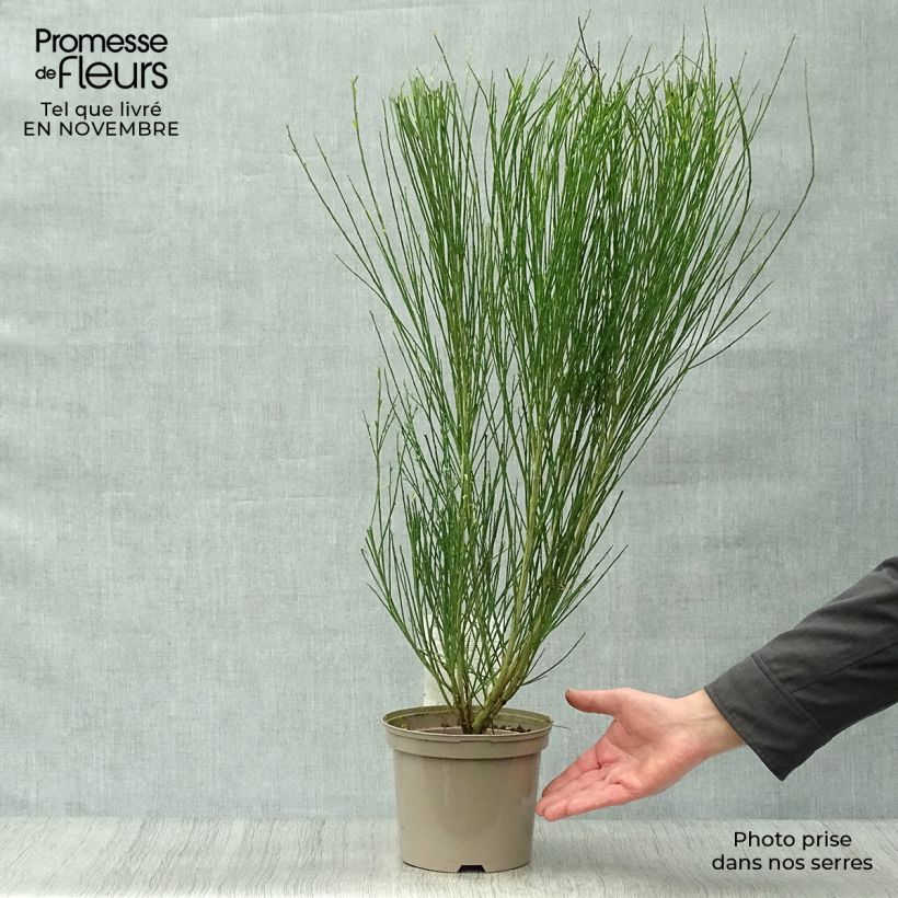 Exemplar von Edelginster Ruby - Cytisus scoparius Topf mit 3L/4L wie im Herbst geliefert