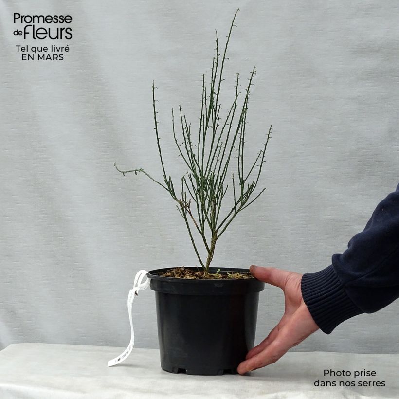 Exemplar von Edelginster La Coquette - Cytisus scoparius Topf mit 2L/3L wie im Frühjahr geliefert