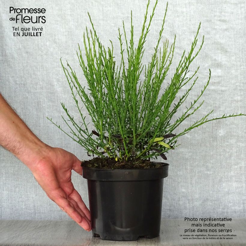 Exemplar von Edelginster Cytisus Lena - Cytisus scoparius Topf mit 2L/3L wie im Sommer geliefert