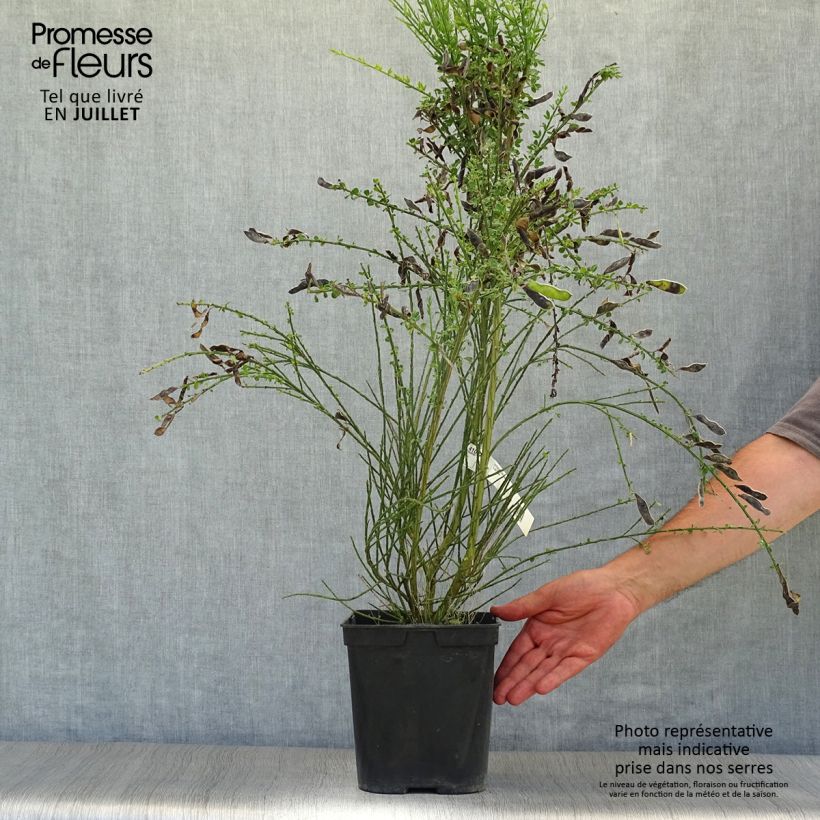 Exemplar von Edelginster Luna - Cytisus scoparius Topf mit 2L/3L wie im Sommer geliefert