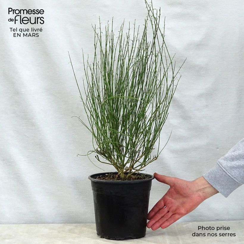 Exemplar von Edelginster Moyclare Pink - Cytisus scoparius Topf mit 4L/5L wie im Frühjahr geliefert