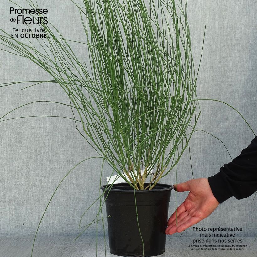 Exemplar von Edelginster Moyclare Pink - Cytisus scoparius Topf mit 4L/5L wie im Herbst geliefert