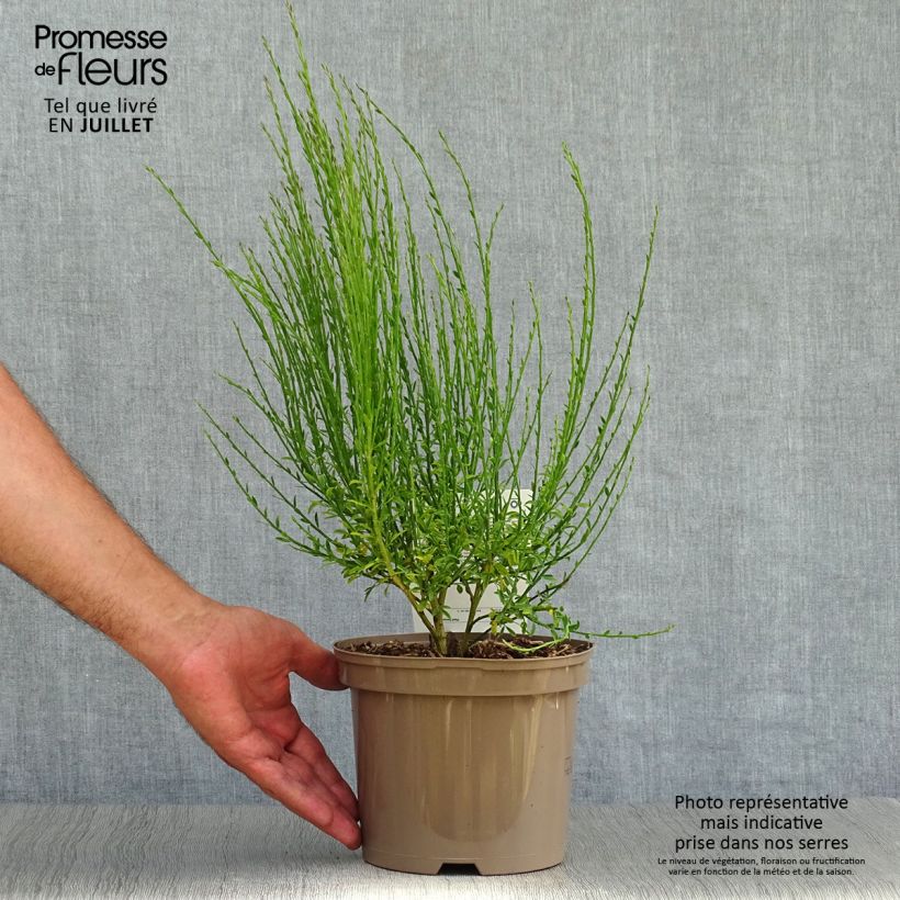 Exemplar von Edelginster Roter Favorit - Cytisus scoparius Topf mit 2L/3L wie im Sommer geliefert