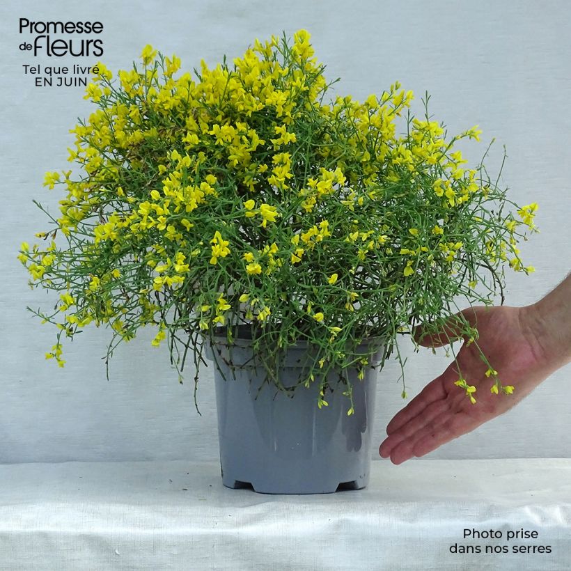 Exemplar von Stein-Ginster - Genista lydia Topf mit 3L/4L wie im Sommer geliefert
