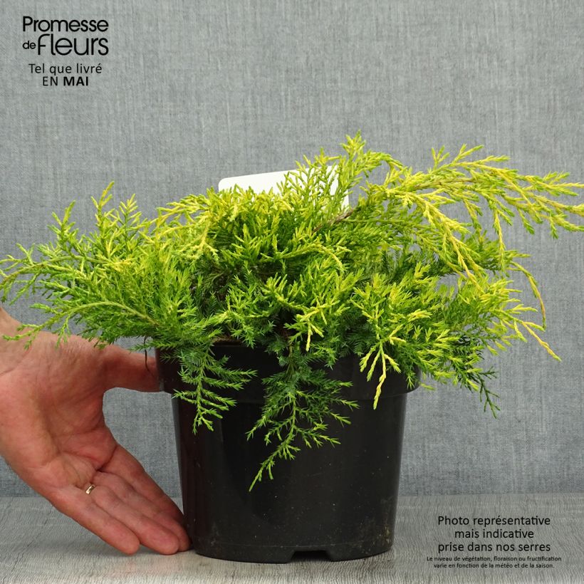 Exemplar von Juniperus pfitzeriana King of Spring Topf mit 2L/3LGelieferte Höhe ca. 30/40cm wie im Frühjahr geliefert