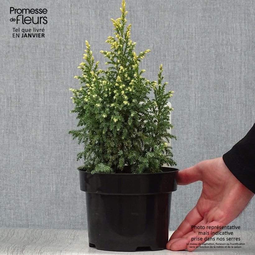 Exemplar von Juniperus pingii Hulsdonk Yellow Topf mit 2L/3L wie im Winter geliefert