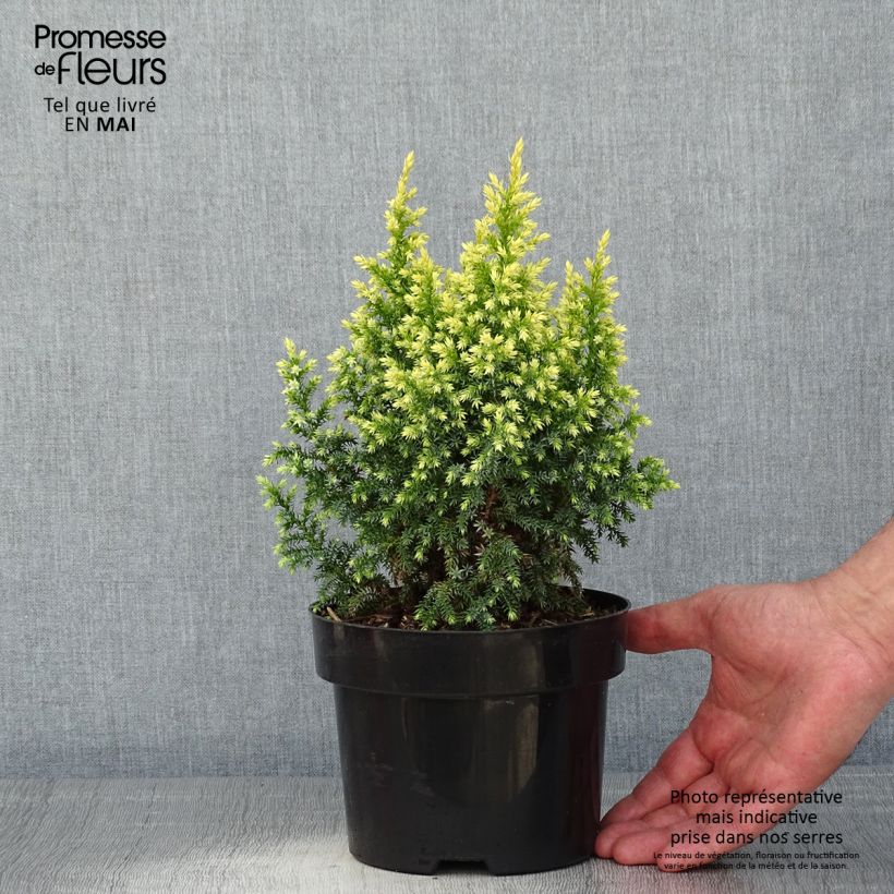 Exemplar von Juniperus pingii Hulsdonk Yellow Topf mit 2L/3LGelieferte Höhe ca. 25/35cm wie im Frühjahr geliefert
