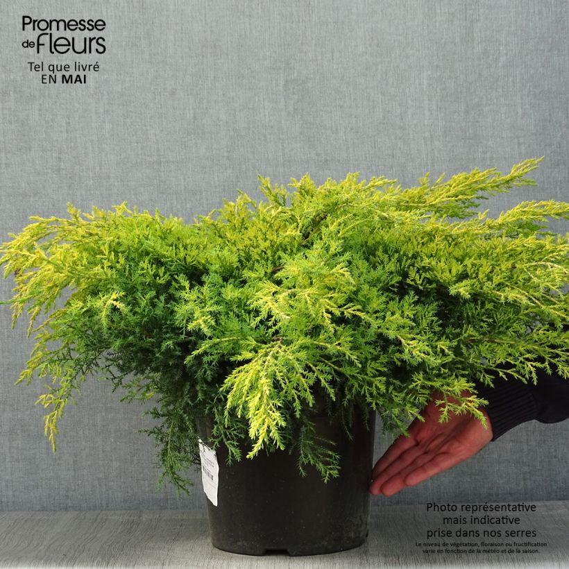 Exemplar von Juniperus pfitzeriana Gold Star Topf mit 7,5L/10LGelieferte Höhe ca. 40/50cm wie im Frühjahr geliefert