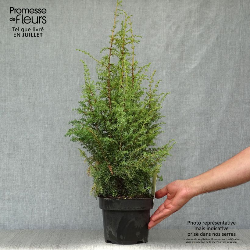 Exemplar von Juniperus communis Hibernica Topf mit 2L/3L wie im Sommer geliefert