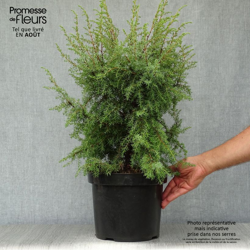 Exemplar von Juniperus communis Hibernica Topf mit 7,5L/10L wie im Sommer geliefert