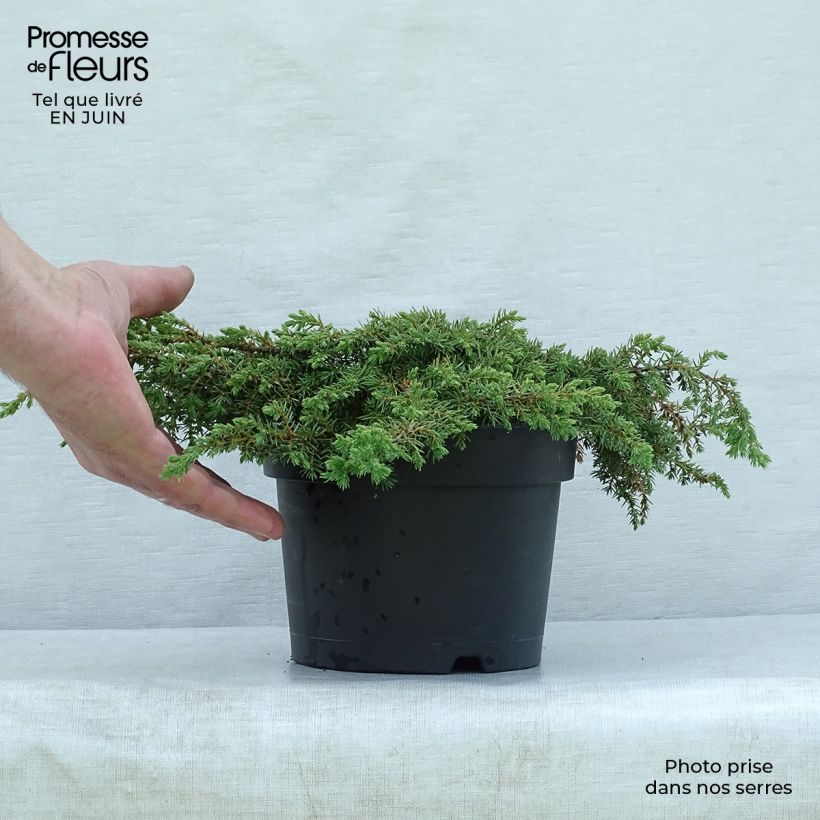 Exemplar von Juniperus communis Repanda Topf mit 2L/3L wie im Sommer geliefert