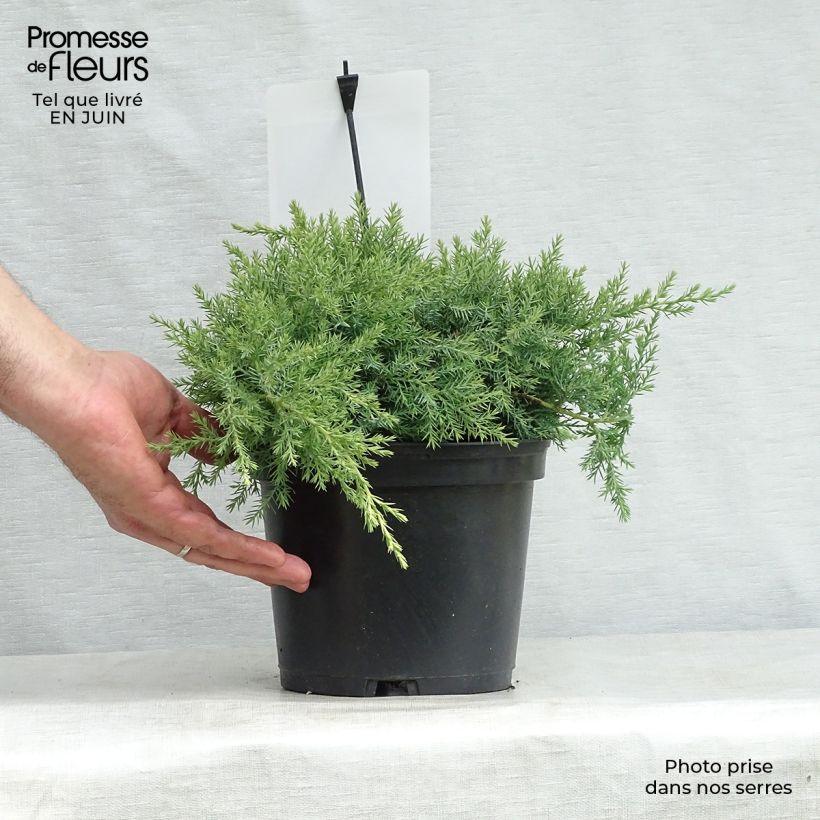 Exemplar von Juniperus pfitzeriana Glauca Topf mit 2L/3L wie im Sommer geliefert