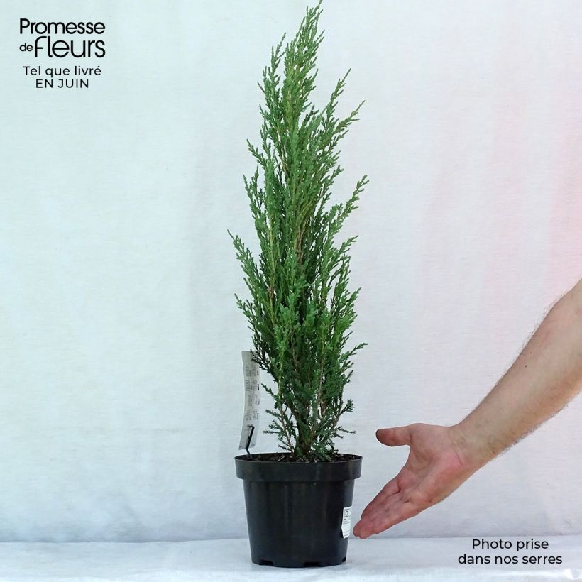 Exemplar von Juniperus scopulorum Blue Arrow Topf mit 2L/3L wie im Sommer geliefert