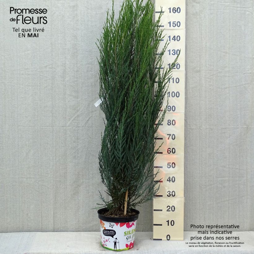 Exemplar von Juniperus scopulorum Blue Arrow Topf mit 6L/7LGelieferte Höhe ca. 60/+cm wie im Frühjahr geliefert