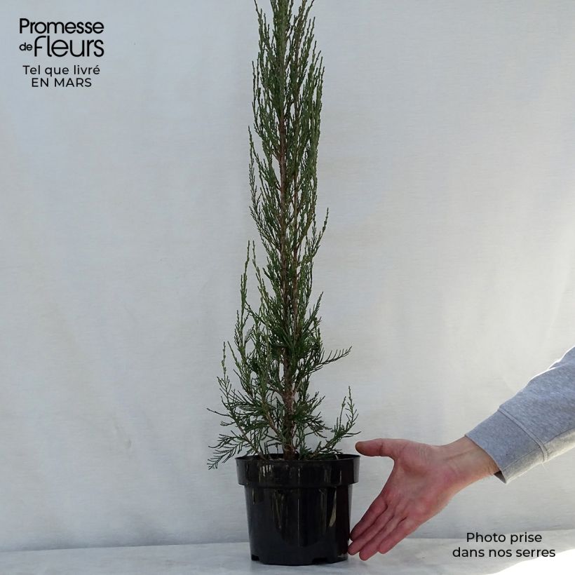Exemplar von Juniperus scopulorum Skyrocket Topf mit 3L/4L wie im Frühjahr geliefert