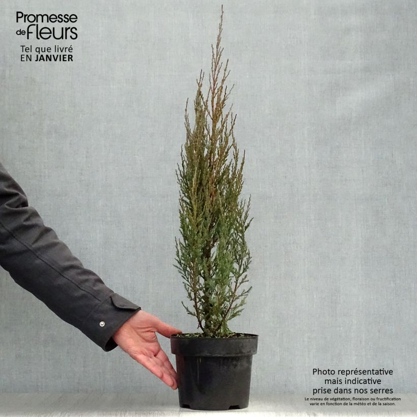 Exemplar von Juniperus scopulorum Skyrocket Topf mit 3L/4L wie im Winter geliefert