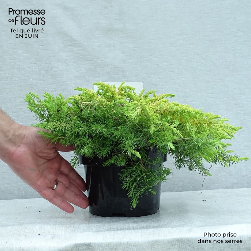 Exemplar von Juniperus conferta All Gold Topf mit 2L/3L wie im Sommer geliefert