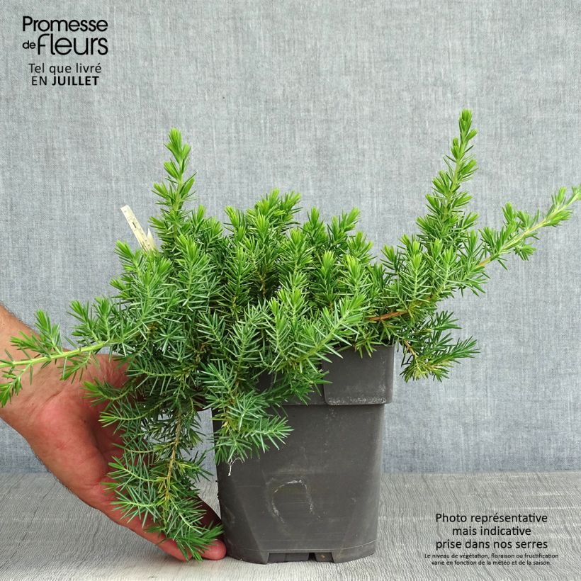 Exemplar von Juniperus conferta Blue Pacific Topf mit 2L/3L wie im Sommer geliefert