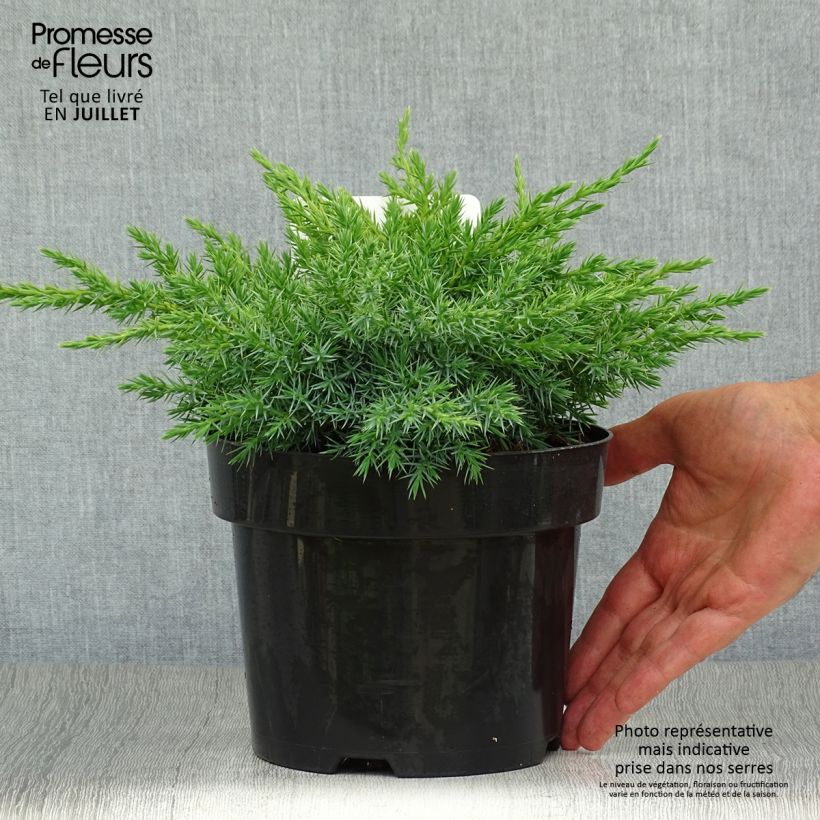 Exemplar von Juniperus squamata Blue Swede Topf mit 2L/3L wie im Sommer geliefert