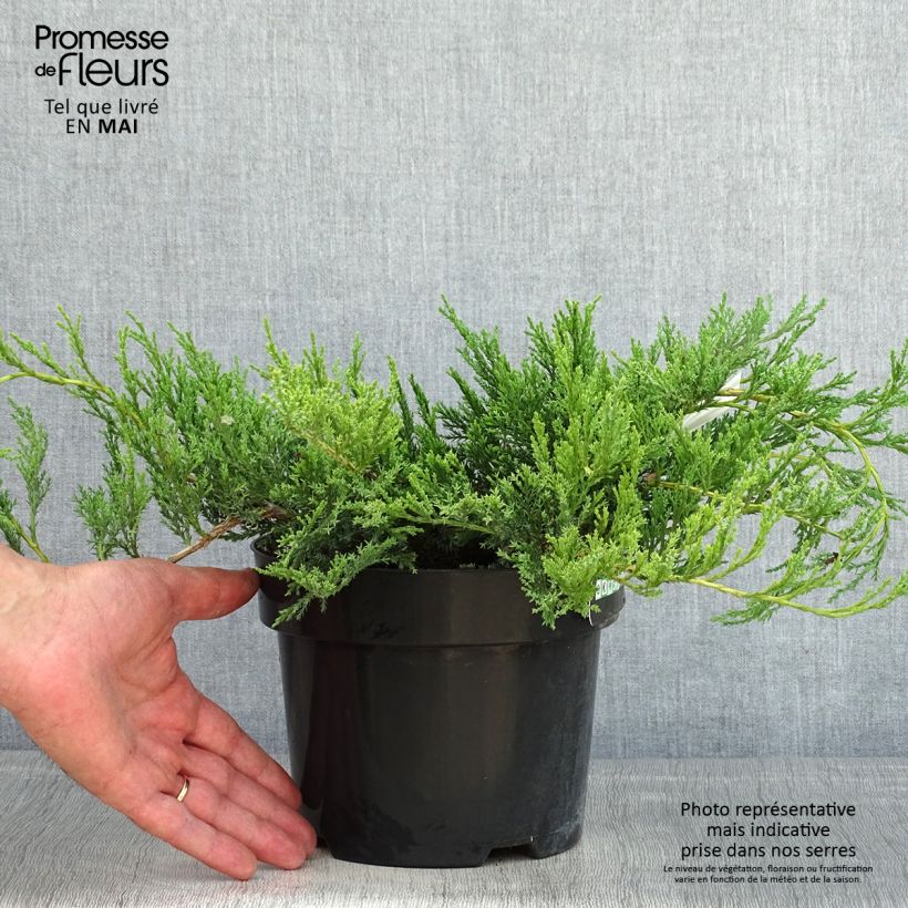 Exemplar von Juniperus horizontalis Agnieszka Topf mit 2L/3LGelieferte Höhe ca. 30/40cm wie im Frühjahr geliefert