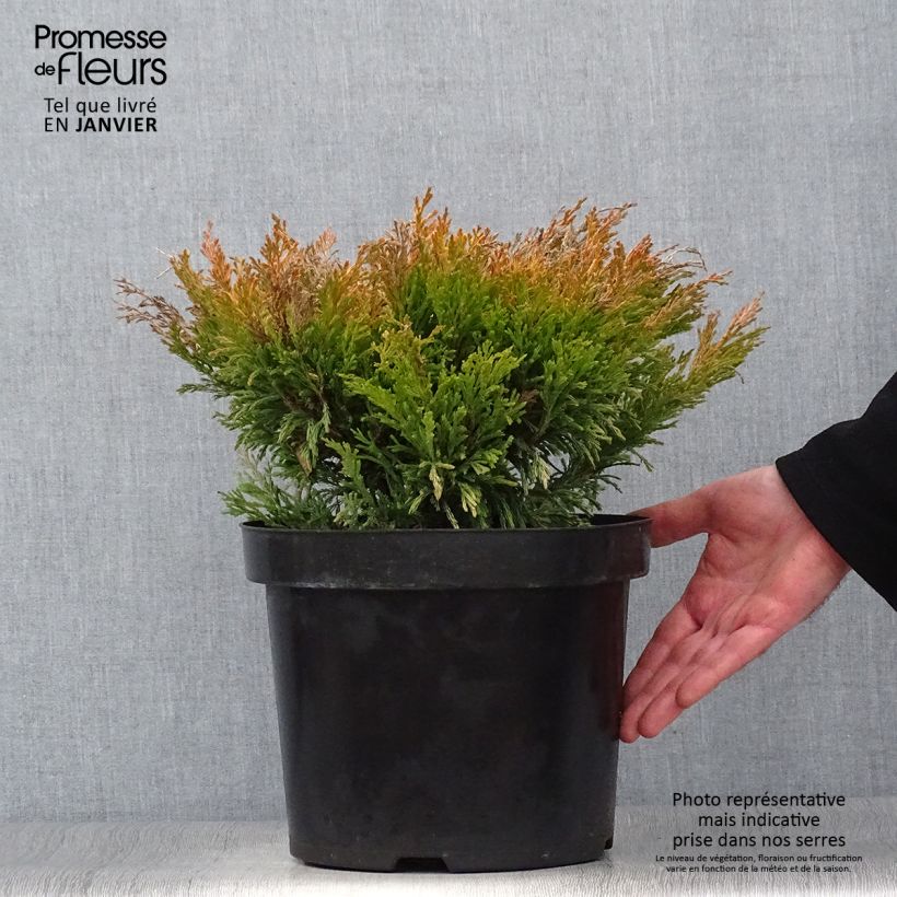 Exemplar von Juniperus horizontalis Limeglow Topf mit 7,5L/10LGelieferte Höhe ca. 40/50cm wie im Winter geliefert