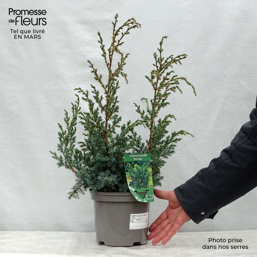 Exemplar von Juniperus chinensis Blaauw Topf mit 2L/3L wie im Frühjahr geliefert