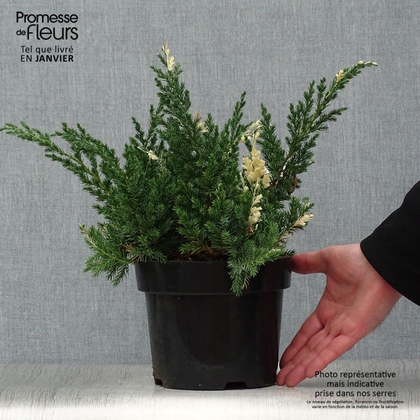Exemplar von Juniperus chinensis Expansa Variegata Topf mit 2L/3L wie im Winter geliefert