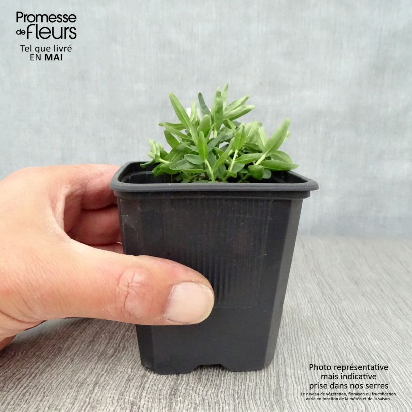 Exemplar von Gentiana makinoi Blue Star - Enzian Kleine Töpfe von 8/9 cm wie im Frühjahr geliefert