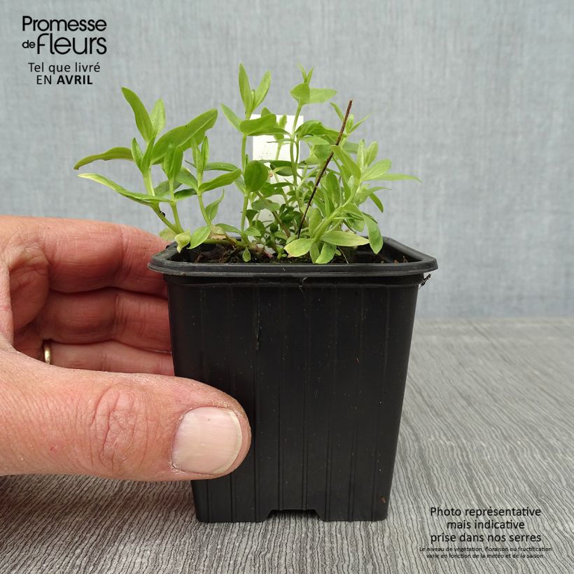 Exemplar von Gentiana makinoi White Magic - Enzian Kleine Töpfe von 8/9 cm wie im Frühjahr geliefert