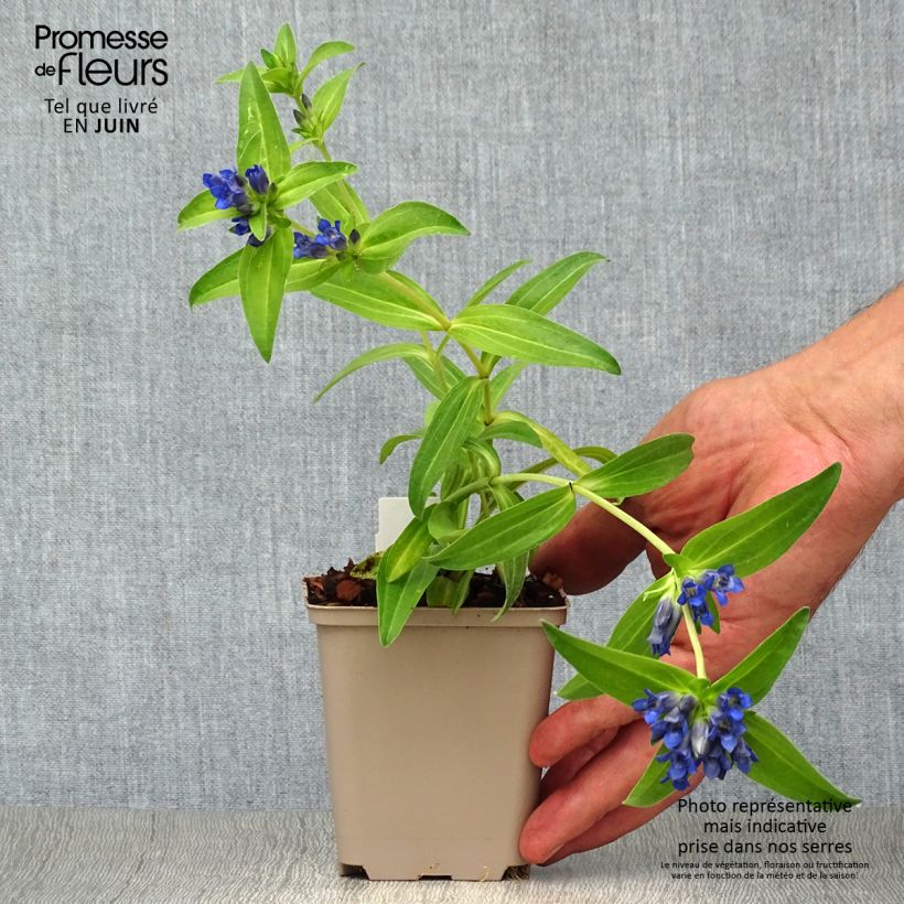 Exemplar von Gentiana cruciata - Kreuz-Enzian Kleine Töpfe von 8/9 cm wie im Sommer geliefert