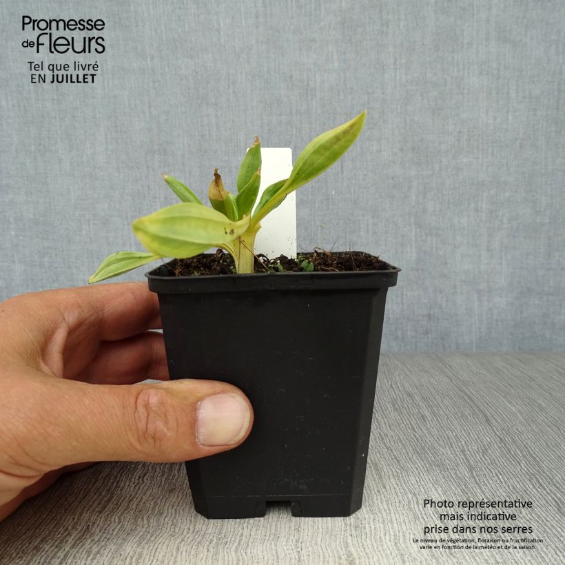 Exemplar von Gentiana lutea - Gelber Enzian Kleine Töpfe von 8/9 cm wie im Sommer geliefert