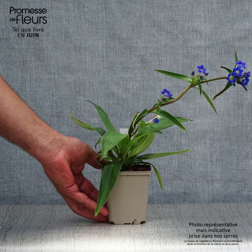 Exemplar von Gentiana acaulis - Kochscher Enzian Kleine Töpfe von 8/9 cm wie im Sommer geliefert