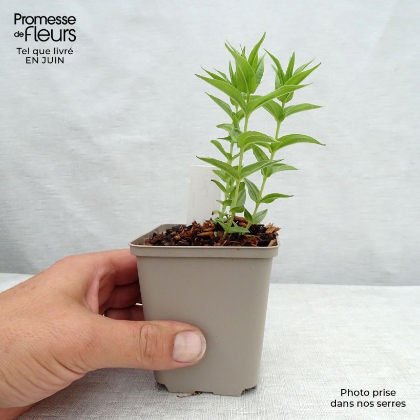 Exemplar von Gentiana asclepiadea - Schwalbenwurz-Enzian Kleine Töpfe von 8/9 cm wie im Sommer geliefert