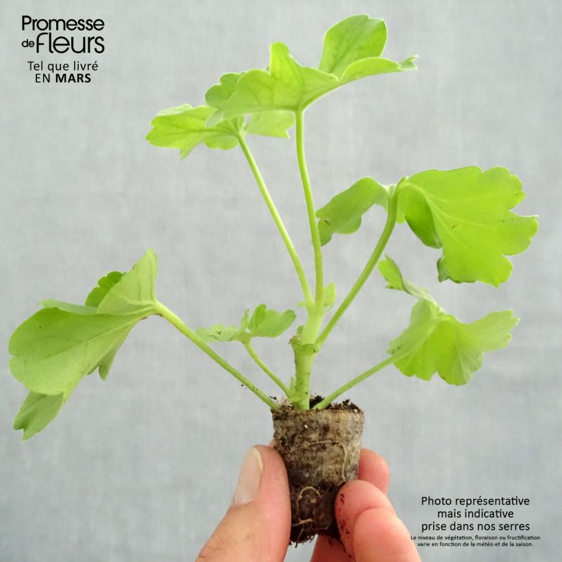 Exemplar von Zonal-Pelargonie TwoinOne Hot Pink Splash - Pelargonium Mini-Plug Ø 3/4 cm wie im Frühjahr geliefert
