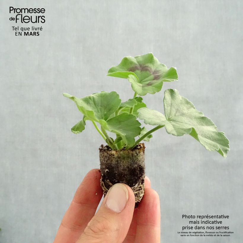 Exemplar von Zonal-Pelargonie Specials C Alm-Geranie Scarlet - Pelargonium Mini-Plug Ø 3/4 cm wie im Frühjahr geliefert