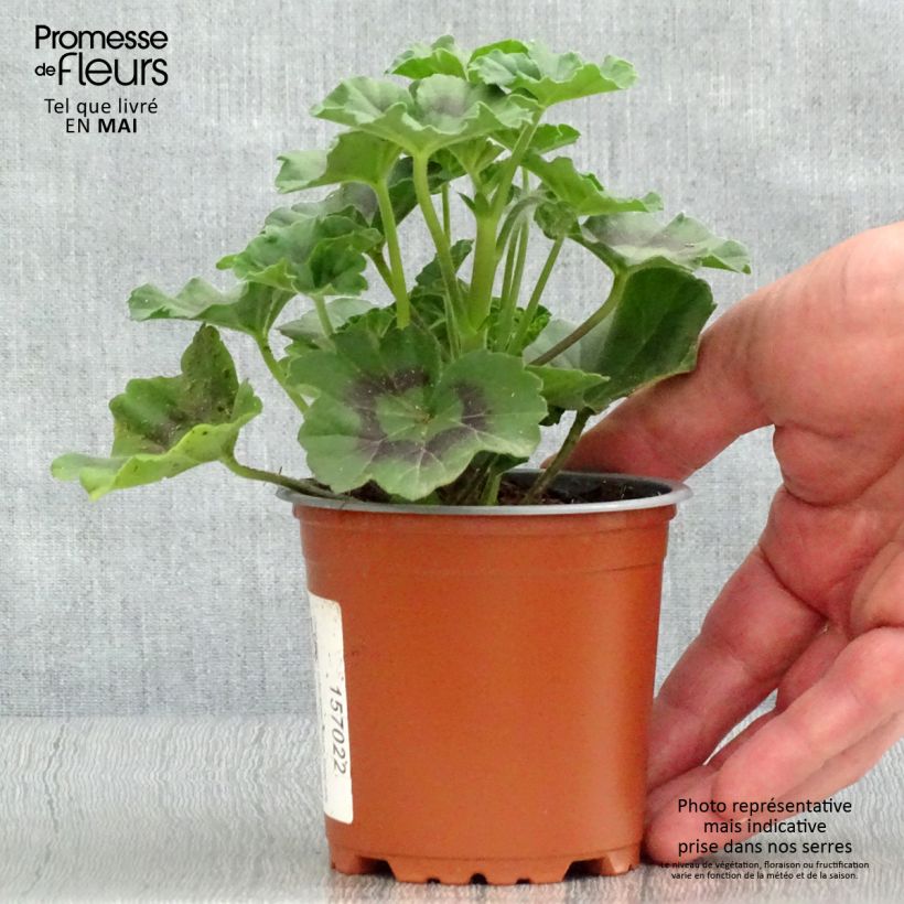 Exemplar von Zonal-Pelargonie Specials C Alm-Geranie Scarlet - Pelargonium Kleine Töpfe von 8/9 cm wie im Frühjahr geliefert