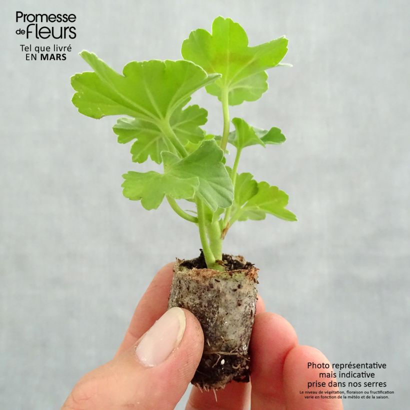 Exemplar von Zonal-Pelargonie TwoinOne Dark Red - Pelargonium Mini-Plug Ø 3/4 cm wie im Frühjahr geliefert
