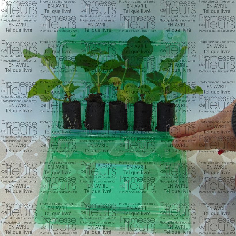 Beispiel eines Exemplars von Hängegeranie Mexica Tomcat - Pelargonium Mini-Plug Ø 3/4 cm wie geliefert