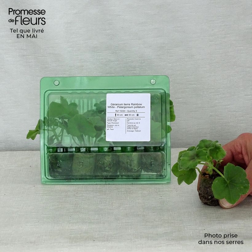 Exemplar von Hängegeranie Rainbow White - Pelargonium Mini-Plug Ø 3/4 cm wie im Frühjahr geliefert