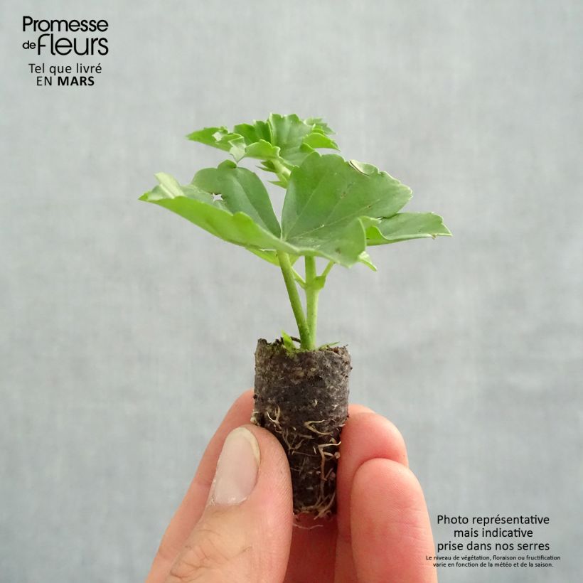 Exemplar von Hängegeranie Balcon Desrumeaux - Pelargonium Mini-Plug Ø 3/4 cm wie im Frühjahr geliefert