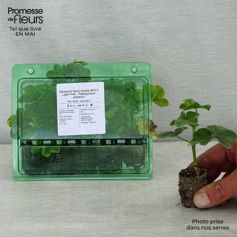 Exemplar von Hängegeranie Big 5 Light Pink - Pelargonium Mini-Plug Ø 3/4 cm wie im Frühjahr geliefert