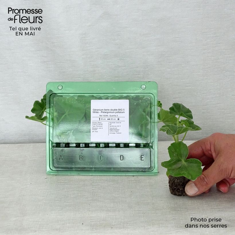 Exemplar von Hängegeranie Big 5 White - Pelargonium Mini-Plug Ø 3/4 cm wie im Frühjahr geliefert