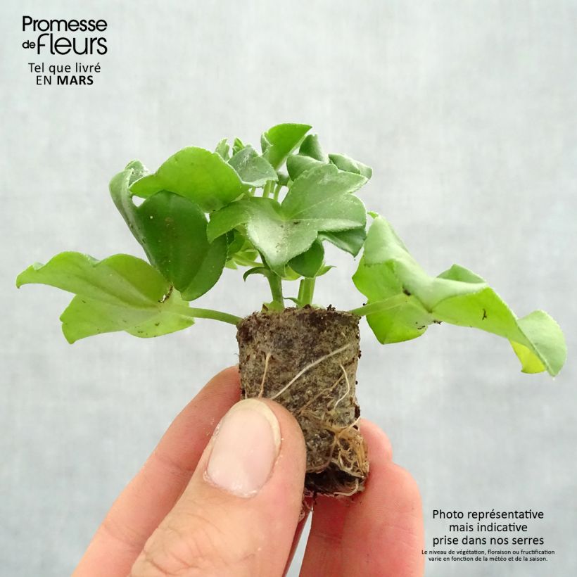 Exemplar von Hängegeranie Mexikanerin/Rouletta - Pelargonium Mini-Plug Ø 3/4 cm wie im Frühjahr geliefert