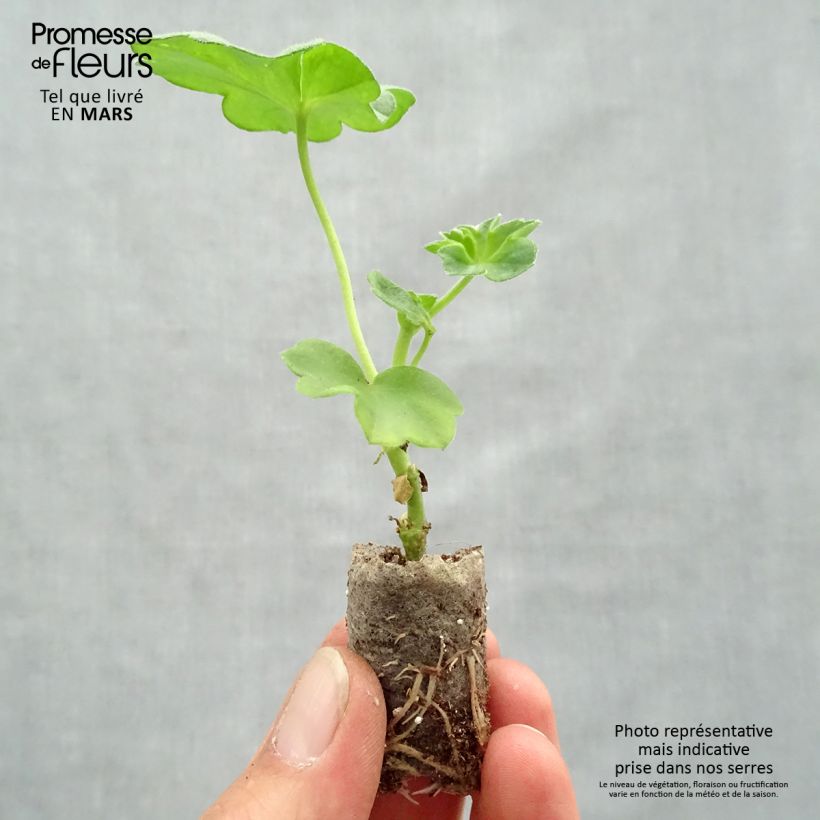 Exemplar von Hängegeranie Double Royal Blue - Pelargonium Mini-Plug Ø 1,5/2,5 cm wie im Frühjahr geliefert