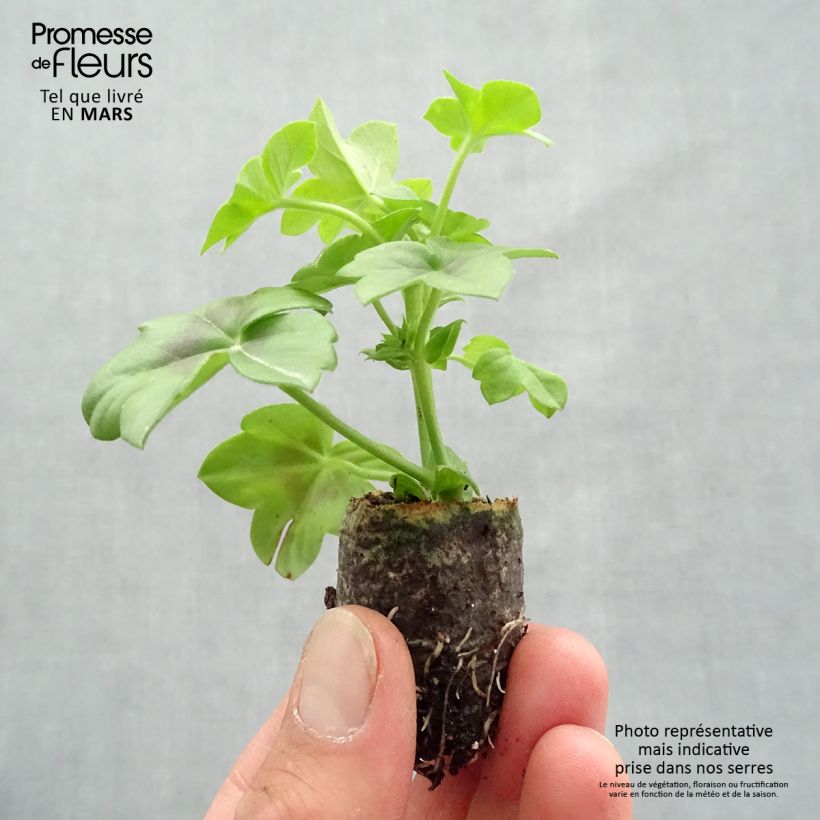 Exemplar von Hängegeranie Double Royal Brillant Red - Pelargonium Mini-Plug Ø 1,5/2,5 cm wie im Frühjahr geliefert