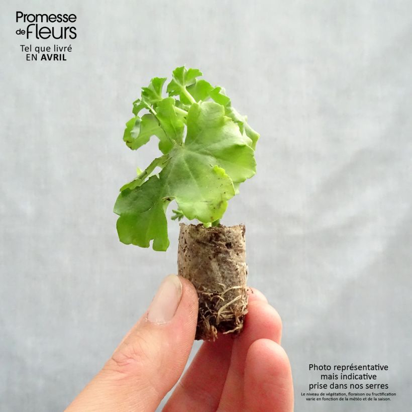 Exemplar von Hängegeranie Ruby - Pelargonium Mini-Plug Ø 3/4 cm wie im Frühjahr geliefert