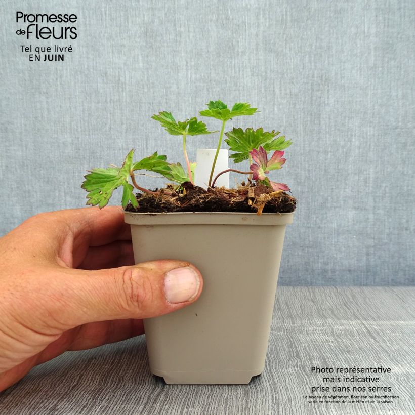 Exemplar von Storchschnabel Azure Rush - Geranium Kleine Töpfe von 8/9 cm wie im Sommer geliefert