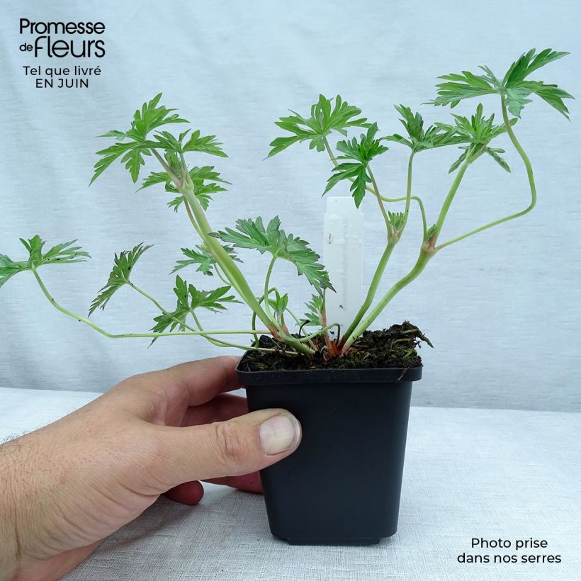 Exemplar von Storchschnabel Brookside - Geranium Kleine Töpfe von 8/9 cm wie im Sommer geliefert