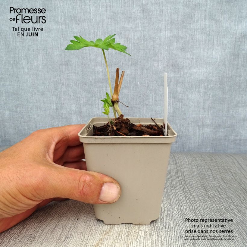 Exemplar von Geranium psilostemon Catherine Deneuve - Armenischer Storchschnabel Kleine Töpfe von 8/9 cm wie im Sommer geliefert